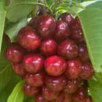 Central Otago有機櫻桃輕巧禮盒