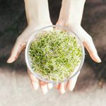 一寸鮮超級青花椰苗-三日苗