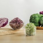 一寸鮮紫高麗苗-三日苗