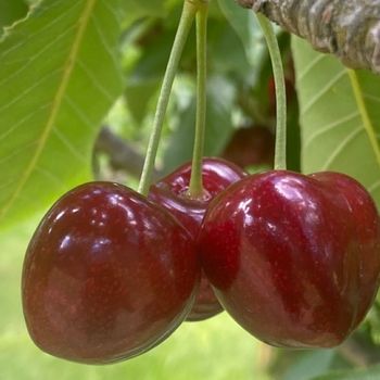 Central Otago有機櫻桃輕巧禮盒