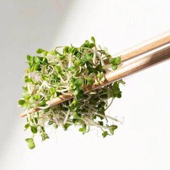 一寸鮮超級青花椰苗-三日苗