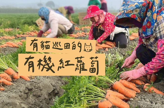 用互助灌溉！有機紅蘿蔔