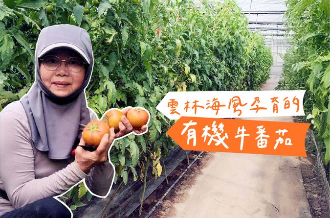 雲林海風孕育的有機牛番茄
