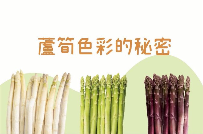 常見蘆筍比一比