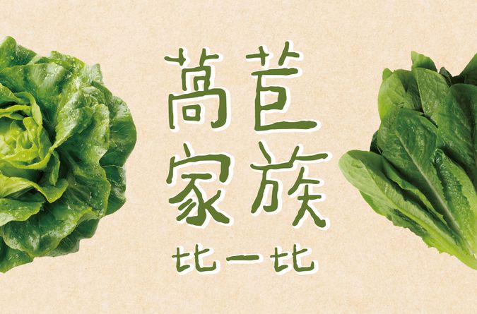 萵苣家族比一比