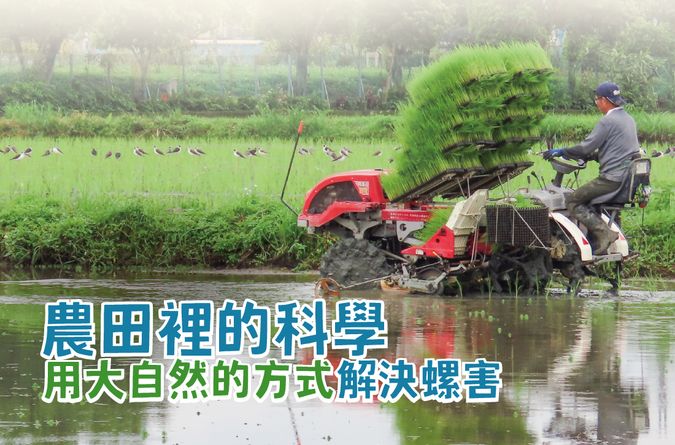 「農田裡的科學」 用大自然的方式解決螺害