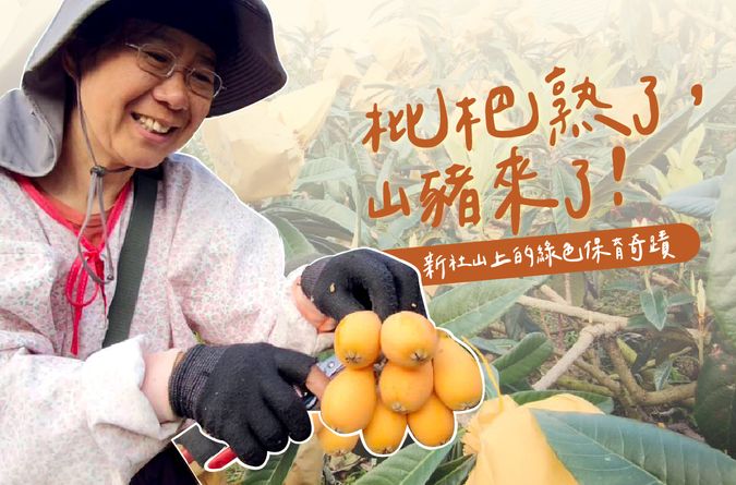 枇杷熟了，山豬來了！新社山上的綠色保育奇蹟