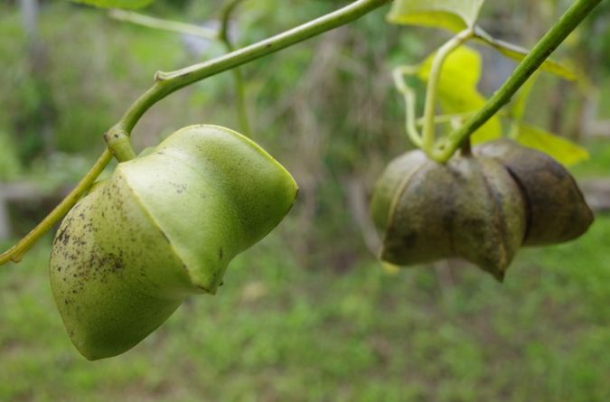 檳榔廢園後的產業共好 打造台灣在地好油