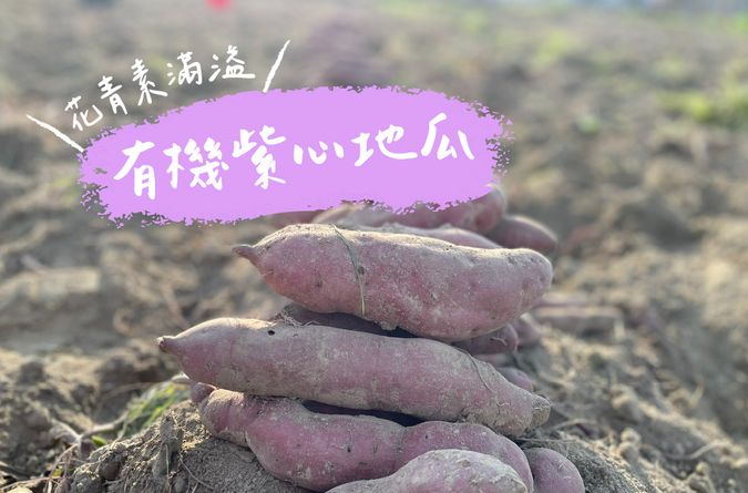 花青素滿溢的有機紫心地瓜