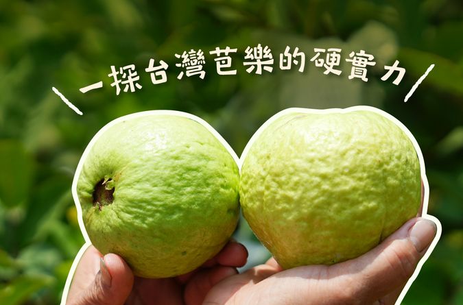 一探台灣芭樂的堅強「硬實力」