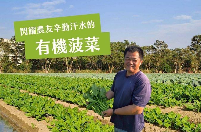 閃耀農友辛勤汗水的有機菠菜
