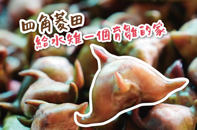 四角菱角田，給水雉一個育雛的家