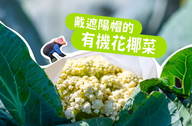 有機白花椰菜 也需要遮陽！？