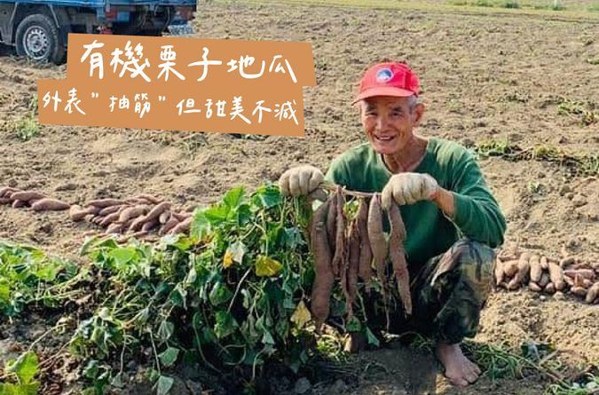 外表「抽筋」但甜美不減的有機栗子地瓜