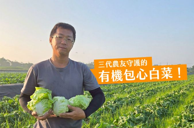 有機包心白菜 冬季裡的最佳配角