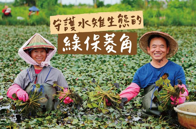 守護水雉生態的綠保菱角