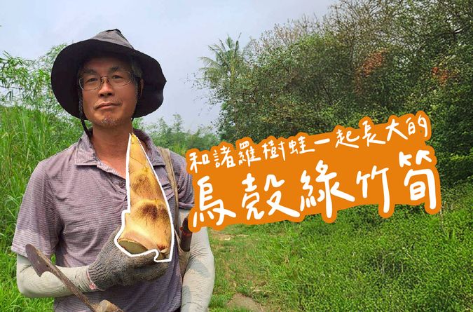 和諸羅樹蛙一起長大的有機烏殼綠竹筍