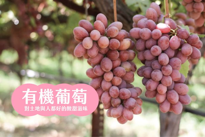 有機葡萄 對人與土地都好的酸甜滋味
