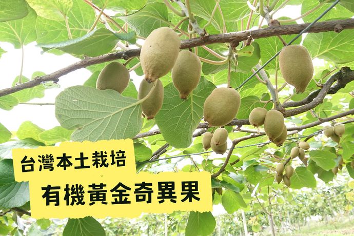 在地才有的9分熟美味！台灣本土栽培的有機黃金奇異果