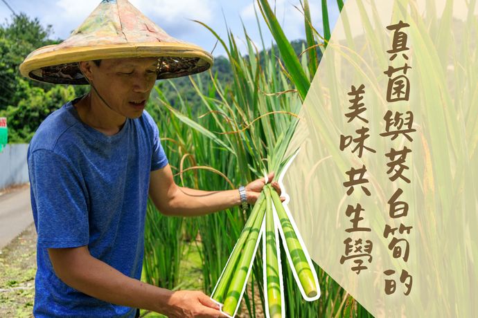 此筍非筍 真菌與茭白筍的美味共生學