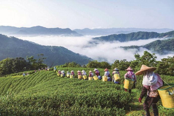 與茶農攜手淨源 護生保健康