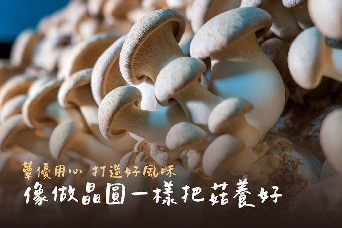 蕈優用心打造好風味 像做晶圓一樣把菇養好