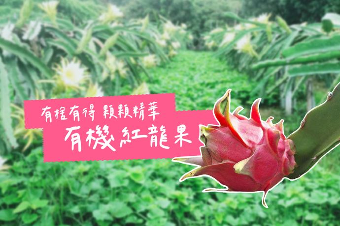 有捨有得 顆顆精華─有機紅肉火龍果
