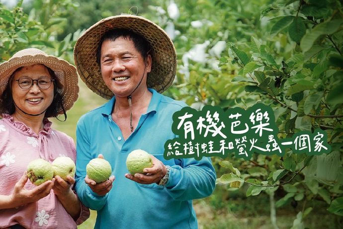 給樹蛙和螢火蟲一個家 顧環境也顧人的有機芭樂