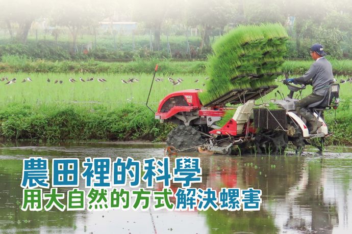 「農田裡的科學」 用大自然的方式解決螺害
