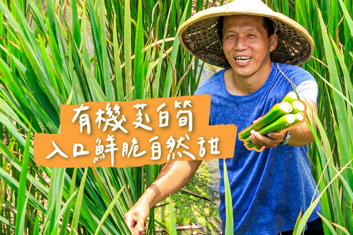 友善環境有機茭白筍 入口鮮脆自然甜