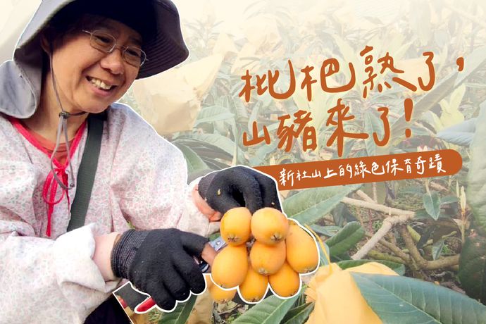 枇杷熟了，山豬來了！新社山上的綠色保育奇蹟