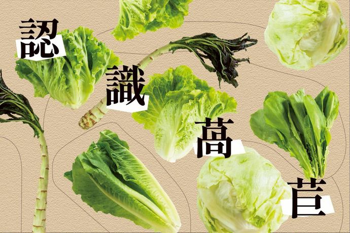 萵苣家族比一比