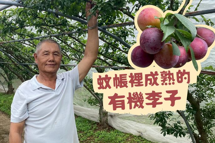 橫龍山上，在「蚊帳」裡成熟的有機李子