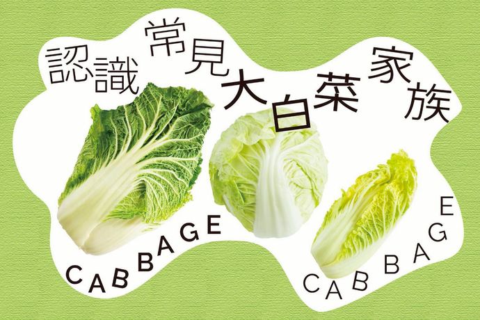 大小個頭差很大，一次搞懂結球白菜家族