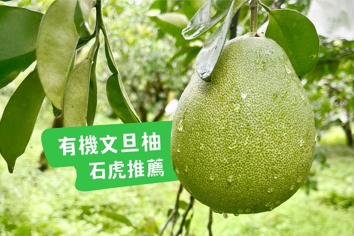 有機文旦柚  石虎都推薦