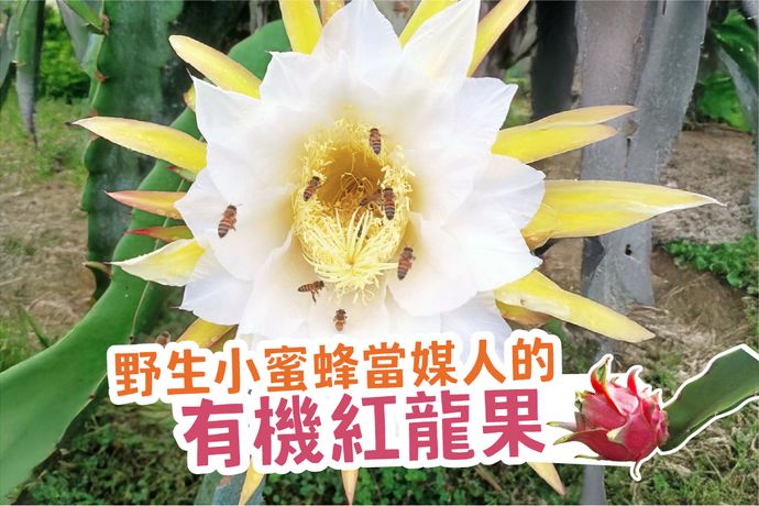 野生小蜜蜂當媒人的有機紅龍果
