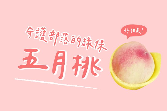 守護部落的綠保五月桃