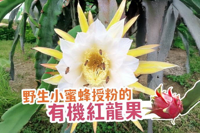 野生小蜜蜂當媒人的有機紅龍果
