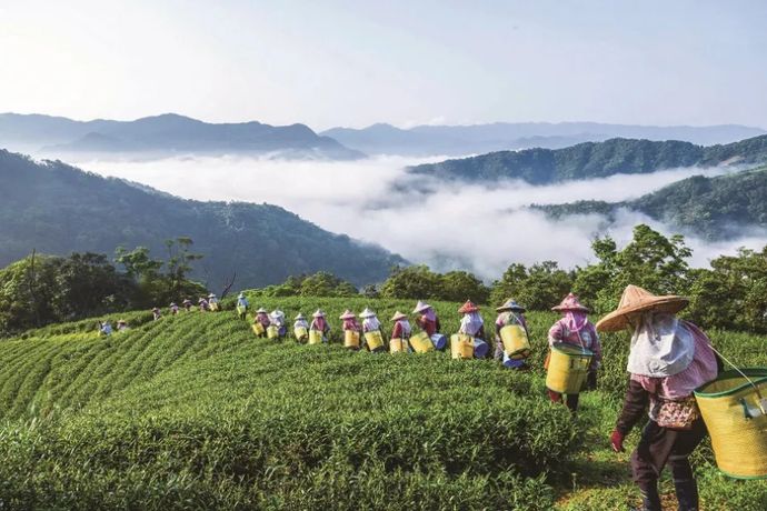 為何選擇有機茶？五大理由告訴你