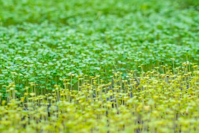 營養植物幼苗，你認識幾種？