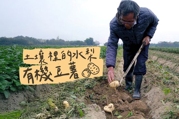 土壤裡的水梨：有機豆薯