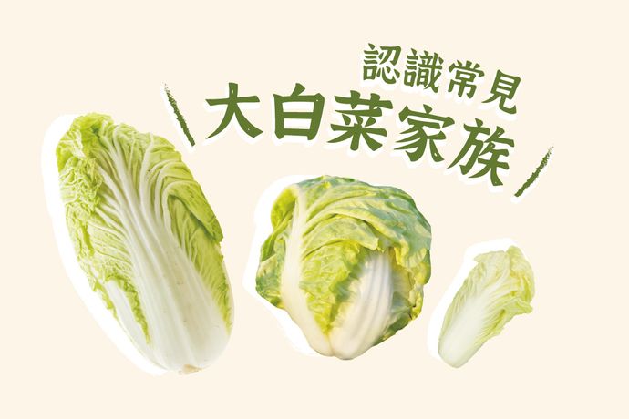 大小個頭差很大，一次搞懂結球白菜家族