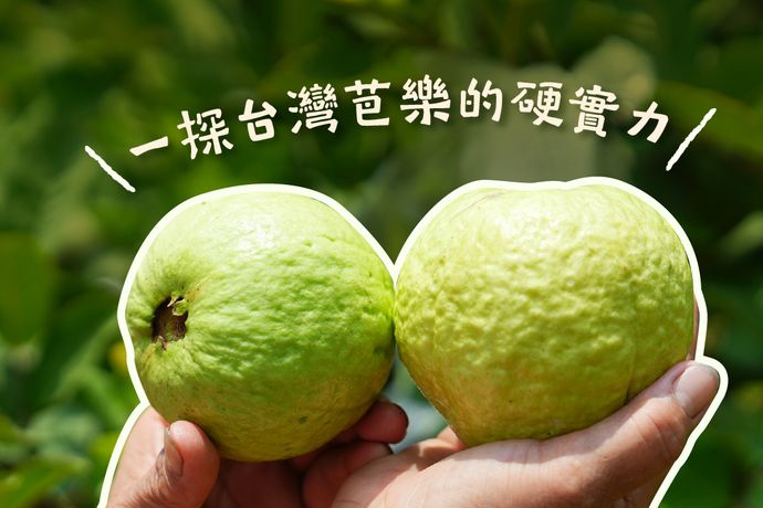一探台灣芭樂的堅強「硬實力」