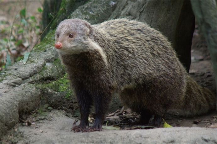 【綠色保育】貢寮水梯田復育 食蟹獴回來了