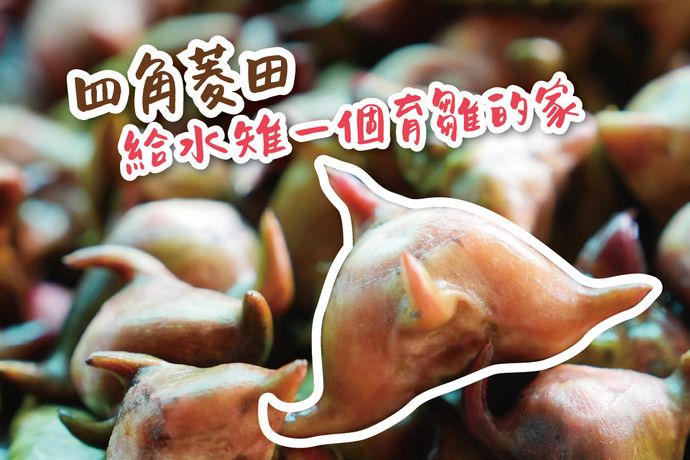 四角菱角田，給水雉一個育雛的家
