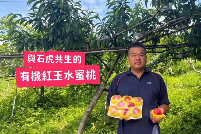 大雪山上與石虎共生的有機紅玉水蜜桃