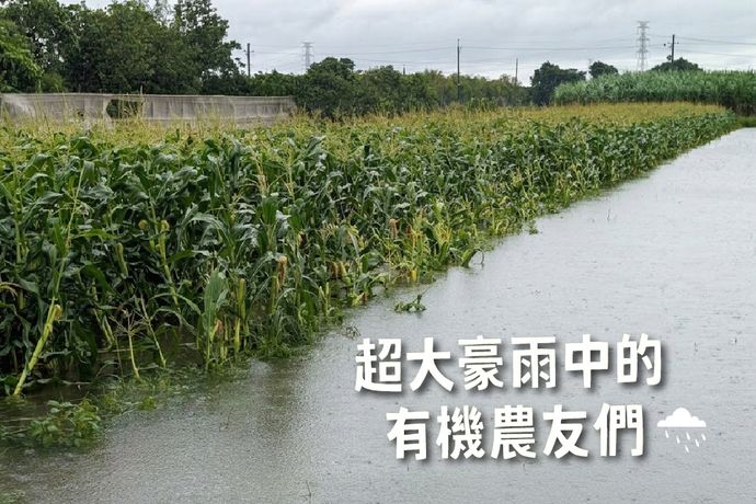 超大豪雨中的有機農友們