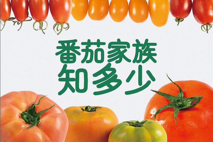 大果小果落玉盤  番茄家族知多少