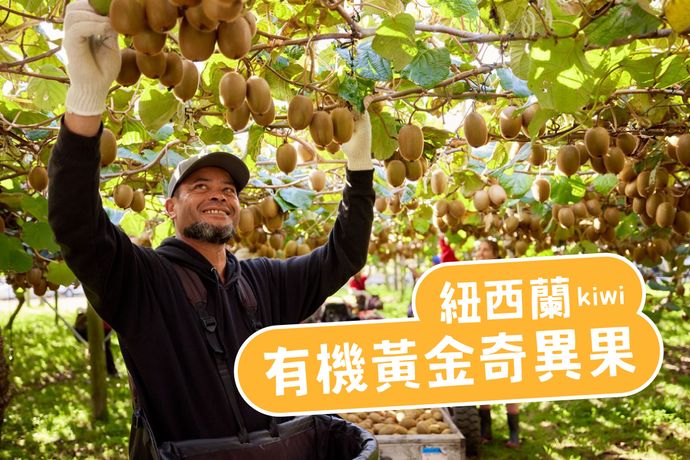 紐西蘭有機黃金奇異果