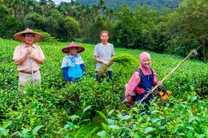 喝淨源茶護水源！有機茶園與環境共好